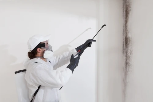 call-mold-removal